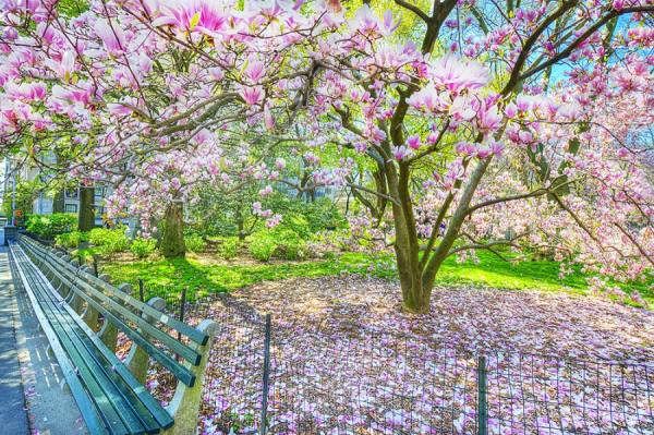Photograph Mitchell Funk Flowering Magnolia on One Eyeland